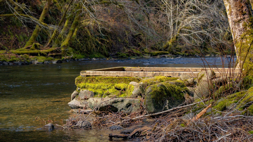 Nestucca Wild and Scenic River 46963462204